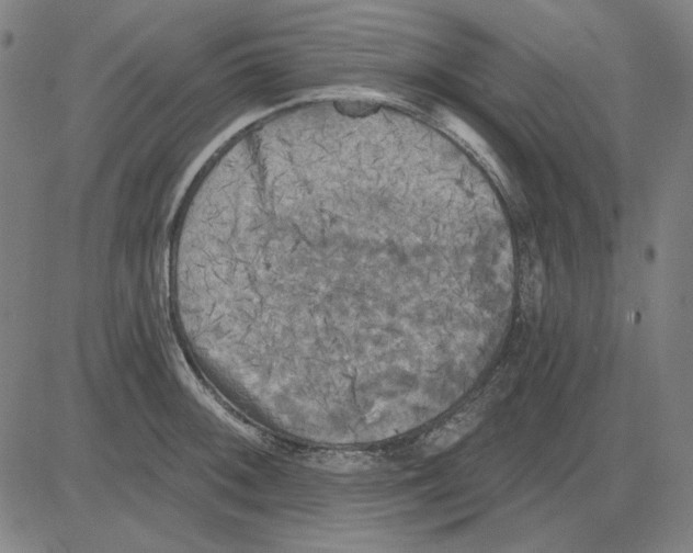 X0000083651092200703121739