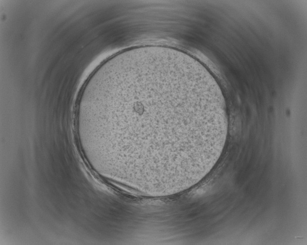 X0000083651094200703121739