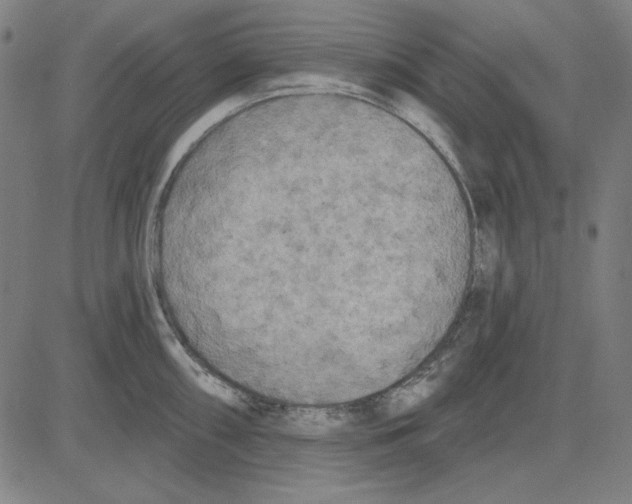 X0000083651098200703121739