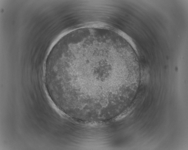 X0000083651099200703121739