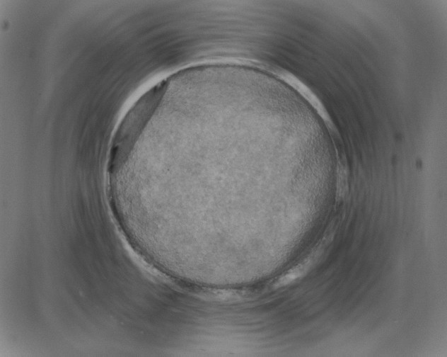 X0000083651101200703121739