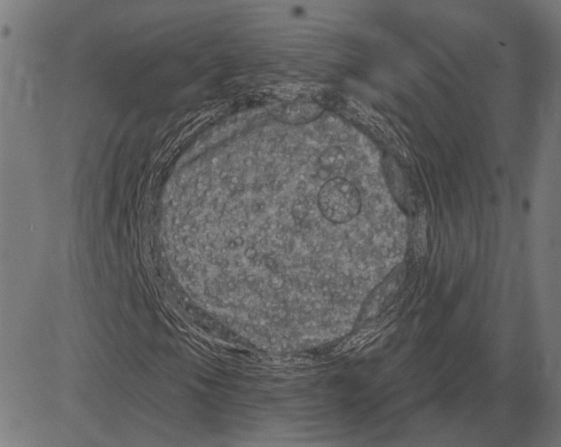 X0000083651105200703121738