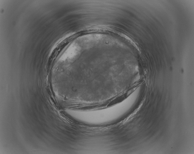 X0000083651117200703121738