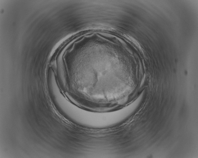 X0000083651120200703121738