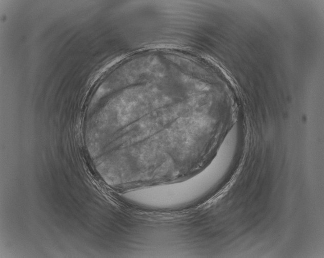 X0000083651121200703121738