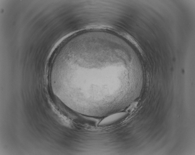 X0000083651124200703121738