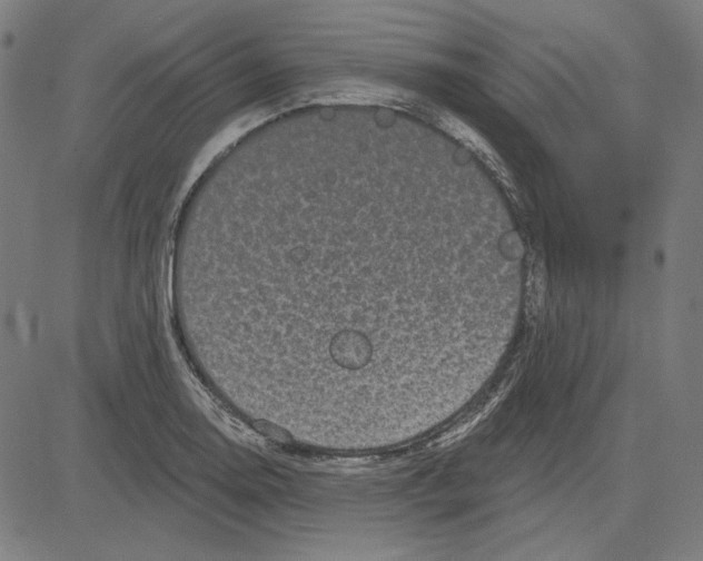 X0000083651130200703121738