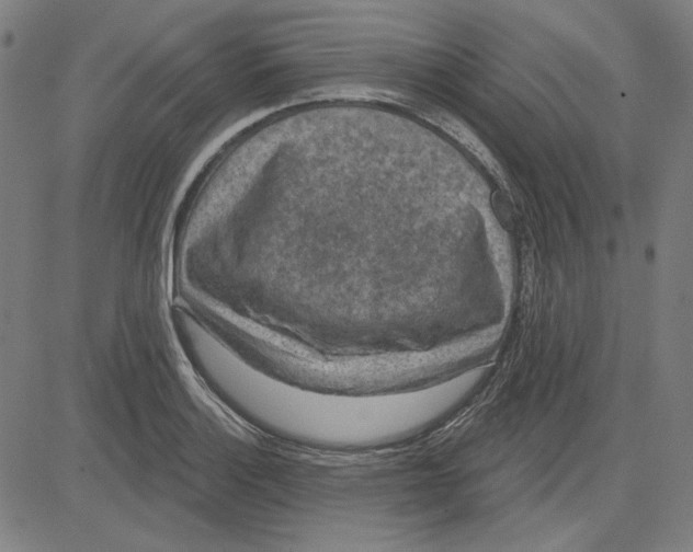 X0000083651132200703121738