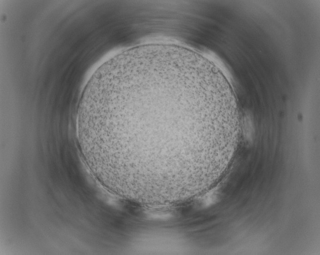 X0000083651150200703121739