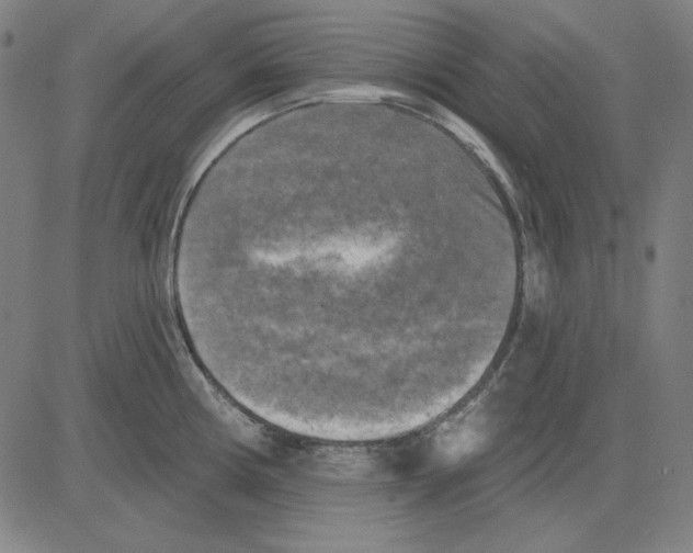 X0000083651194200703121737