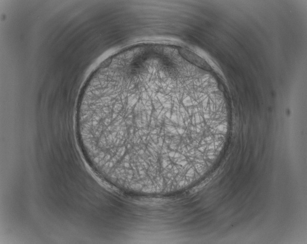 X0000083651237200703121737