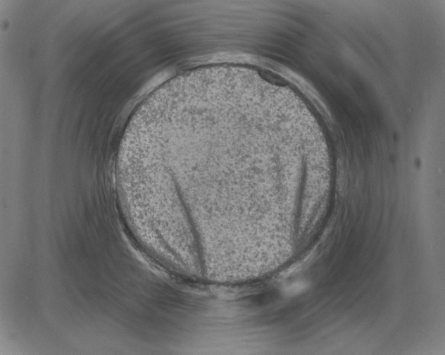 X0000083651241200703121737