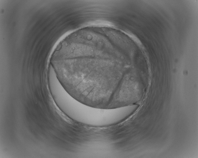 X0000083651248200703121737