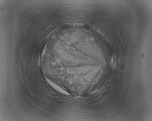 X0000083651251200703121736