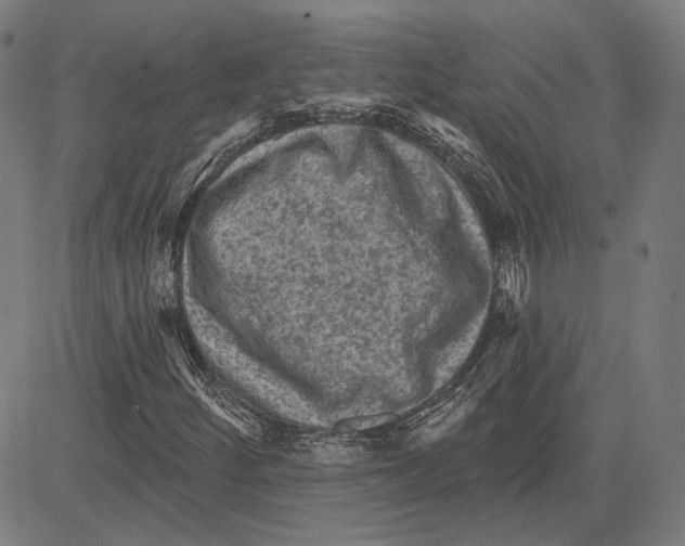 X0000083651252200703121736