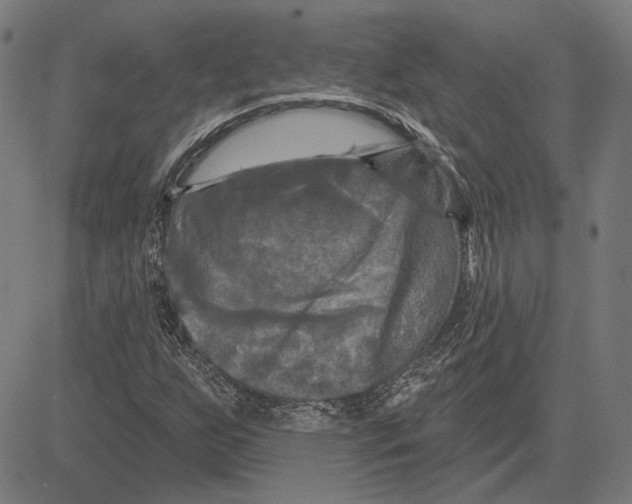 X0000083651255200703121736