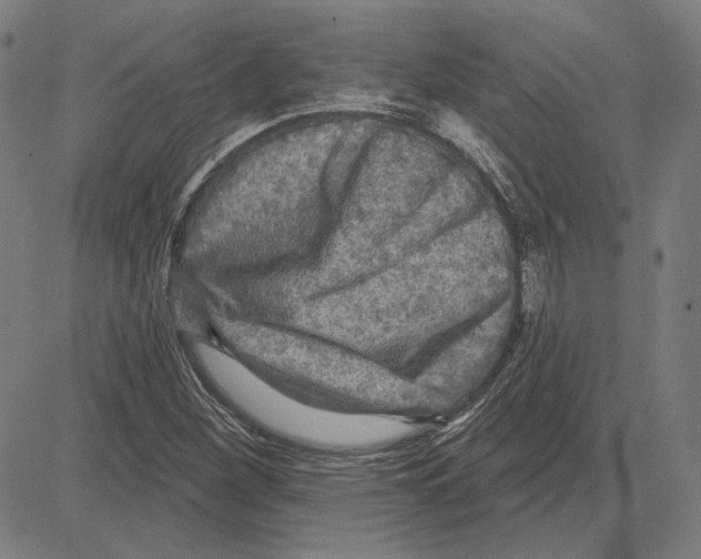 X0000083651260200703121736