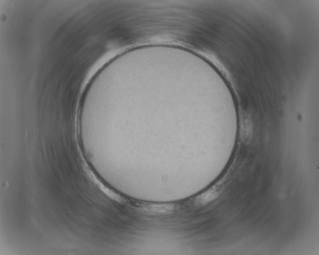 X0000083651294200703121736