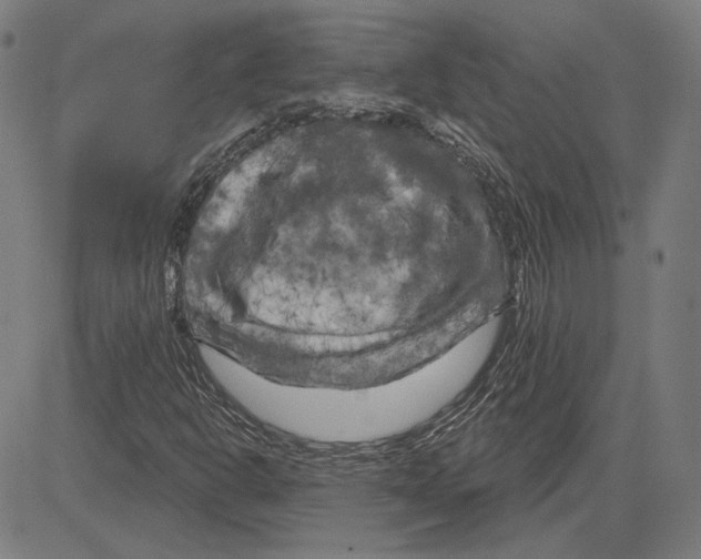 X0000083651302200703121735