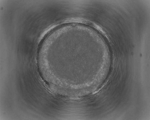 X0000083651312200703121735