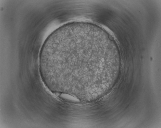 X0000083651335200703121735