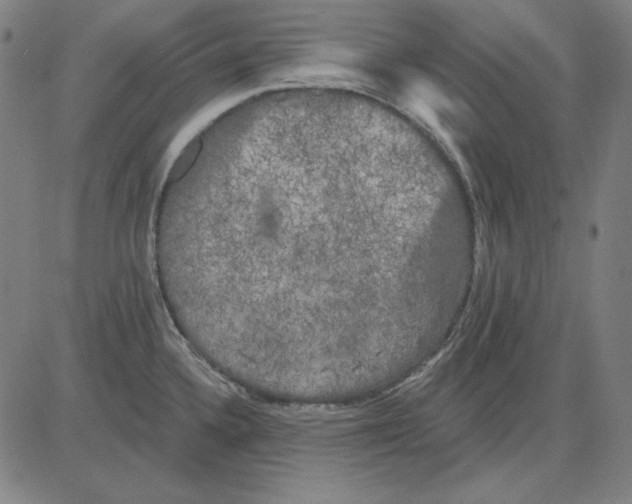 X0000083651336200703121735