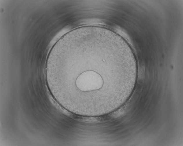 X0000083651338200703121735