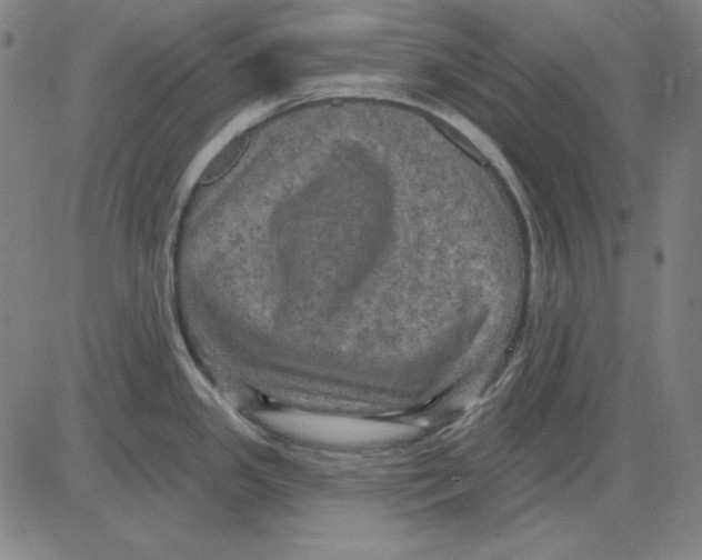 X0000083651341200703121735