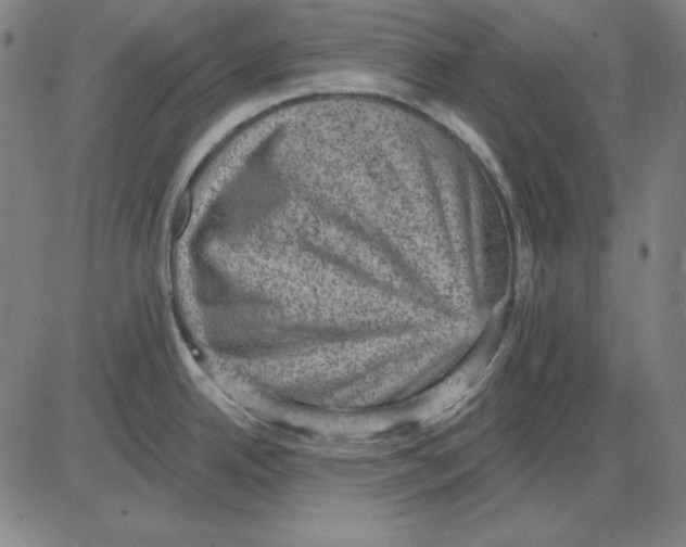 X0000083651342200703121735