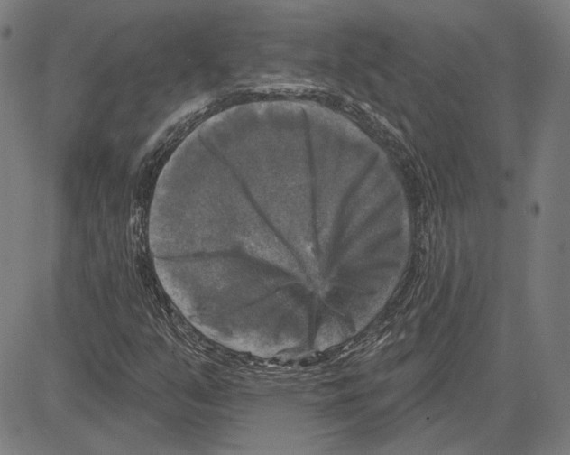 X0000083651351200703121735