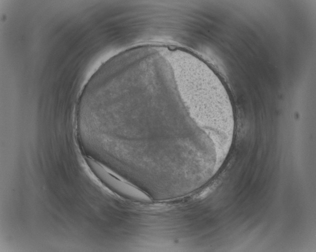 X0000083651382200703121734