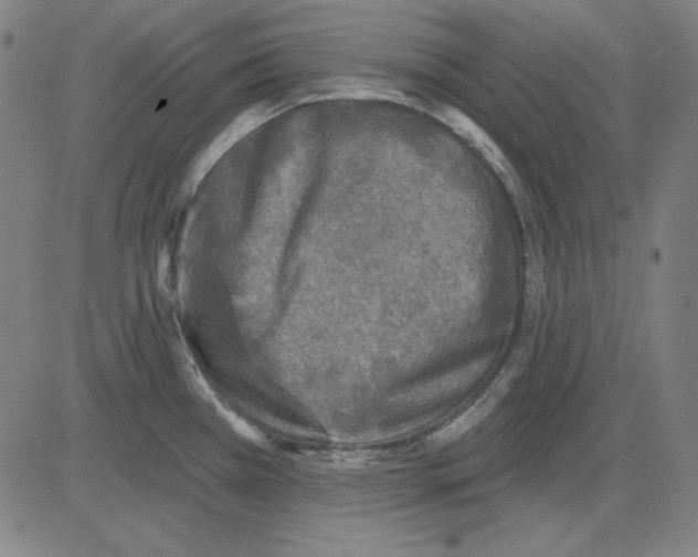 X0000083651385200703121734