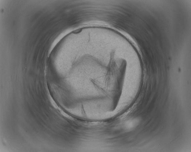 X0000083651390200703121734