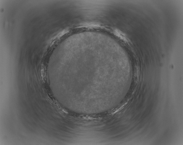 X0000083651398200703121733