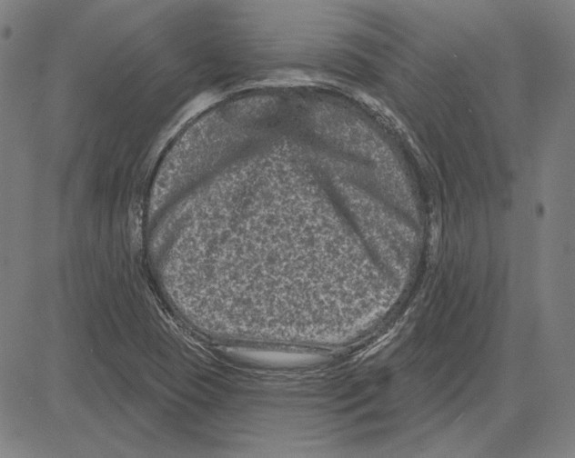 X0000083651409200703121733