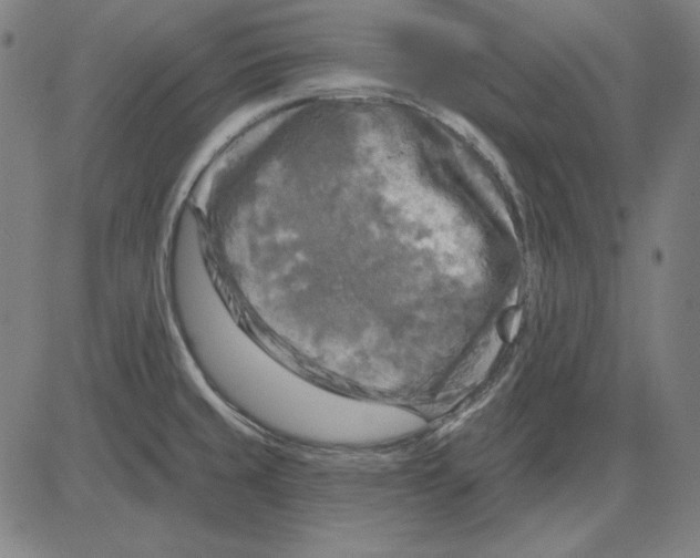 X0000083651429200703121734