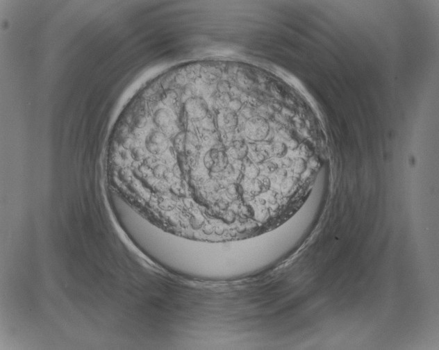 X0000083651432200703121734