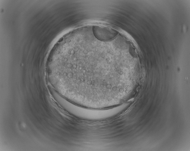 X0000083651435200703121734