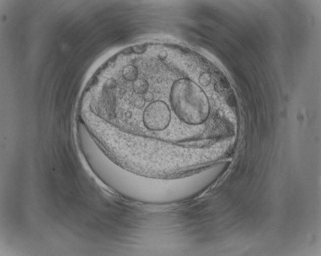 X0000083651440200703121734