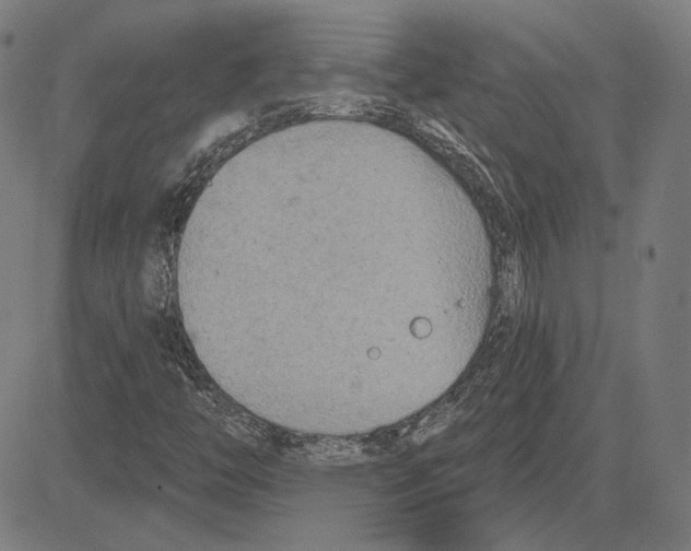 X0000083651446200703121733