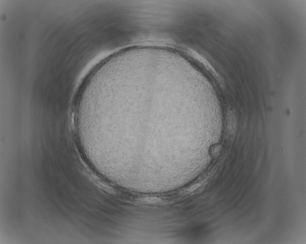 X0000083651462200703121733