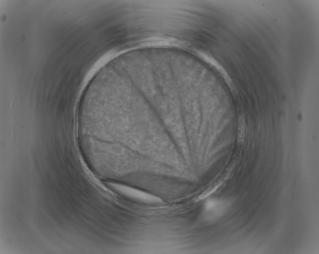 X0000083651467200703121733