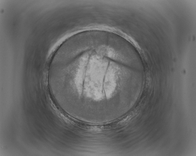 X0000083651504200703121732