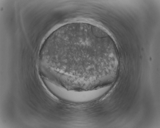 X0000083651525200703121732