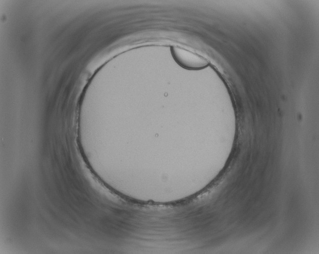 X0000083651526200703121732