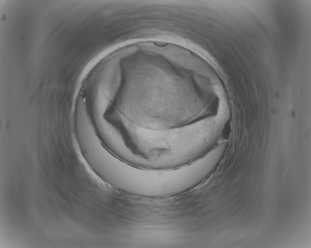 X0000083651536200703121732