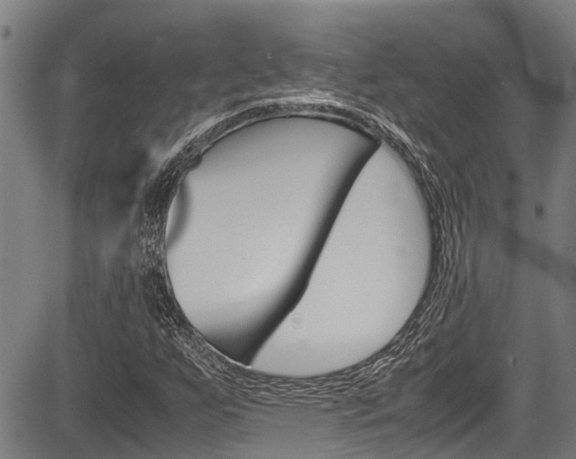 X0000083661255200702120831