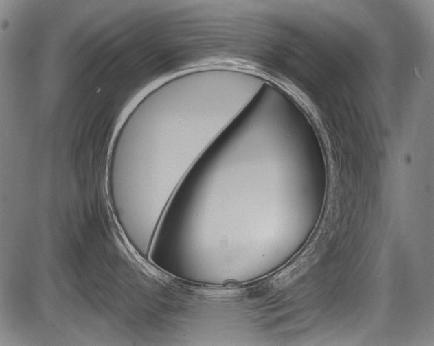 X0000083661296200702120830