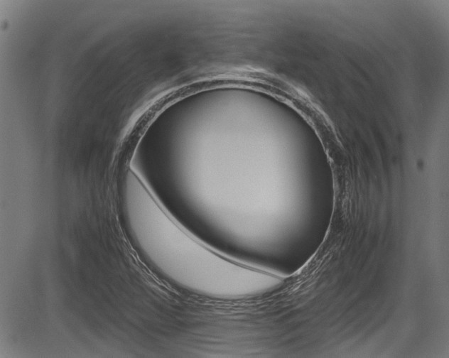 X0000083661360200702120829