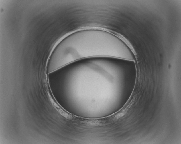 X0000083661388200702120829